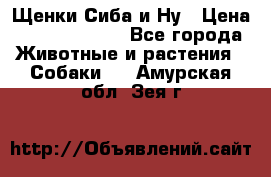 Щенки Сиба и Ну › Цена ­ 35000-85000 - Все города Животные и растения » Собаки   . Амурская обл.,Зея г.